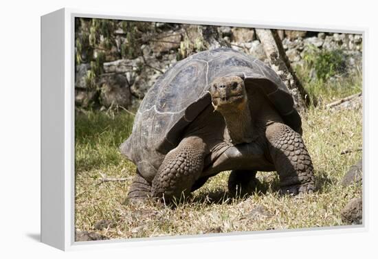 Giant Tortoise in Highlands of Floreana Island, Galapagos Islands-Diane Johnson-Framed Premier Image Canvas