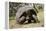 Giant Tortoise in Highlands of Floreana Island, Galapagos Islands-Diane Johnson-Framed Premier Image Canvas