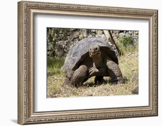 Giant Tortoise in Highlands of Floreana Island, Galapagos Islands-Diane Johnson-Framed Photographic Print