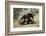 Giant Tortoise in Highlands of Floreana Island, Galapagos Islands-Diane Johnson-Framed Photographic Print