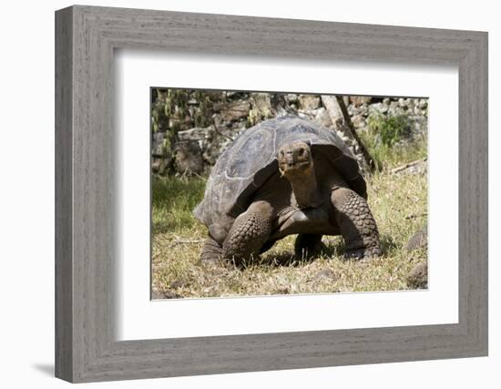 Giant Tortoise in Highlands of Floreana Island, Galapagos Islands-Diane Johnson-Framed Photographic Print