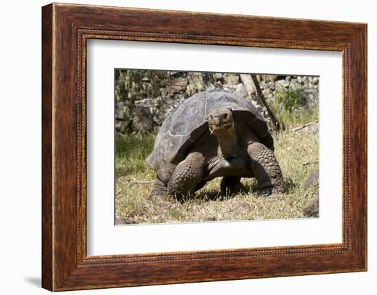 Giant Tortoise in Highlands of Floreana Island, Galapagos Islands-Diane Johnson-Framed Photographic Print