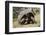 Giant Tortoise in Highlands of Floreana Island, Galapagos Islands-Diane Johnson-Framed Photographic Print