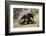 Giant Tortoise in Highlands of Floreana Island, Galapagos Islands-Diane Johnson-Framed Photographic Print