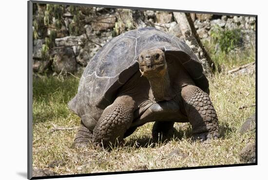 Giant Tortoise in Highlands of Floreana Island, Galapagos Islands-Diane Johnson-Mounted Photographic Print