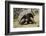 Giant Tortoise in Highlands of Floreana Island, Galapagos Islands-Diane Johnson-Framed Photographic Print