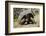 Giant Tortoise in Highlands of Floreana Island, Galapagos Islands-Diane Johnson-Framed Photographic Print