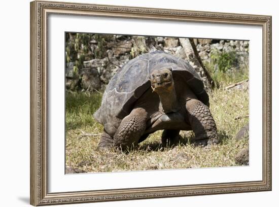 Giant Tortoise in Highlands of Floreana Island, Galapagos Islands-Diane Johnson-Framed Photographic Print