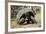 Giant Tortoise in Highlands of Floreana Island, Galapagos Islands-Diane Johnson-Framed Photographic Print