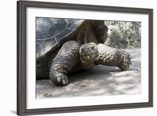 Giant Tortoise in Highlands of Floreana Island, Galapagos Islands-Diane Johnson-Framed Photographic Print