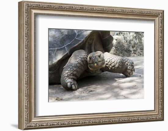 Giant Tortoise in Highlands of Floreana Island, Galapagos Islands-Diane Johnson-Framed Photographic Print