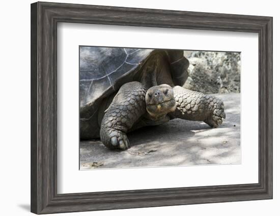 Giant Tortoise in Highlands of Floreana Island, Galapagos Islands-Diane Johnson-Framed Photographic Print