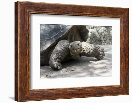 Giant Tortoise in Highlands of Floreana Island, Galapagos Islands-Diane Johnson-Framed Photographic Print