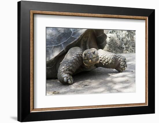 Giant Tortoise in Highlands of Floreana Island, Galapagos Islands-Diane Johnson-Framed Photographic Print