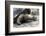 Giant Tortoise in Highlands of Floreana Island, Galapagos Islands-Diane Johnson-Framed Photographic Print