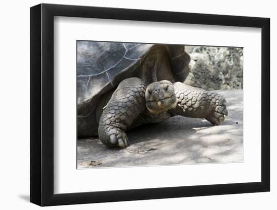 Giant Tortoise in Highlands of Floreana Island, Galapagos Islands-Diane Johnson-Framed Photographic Print