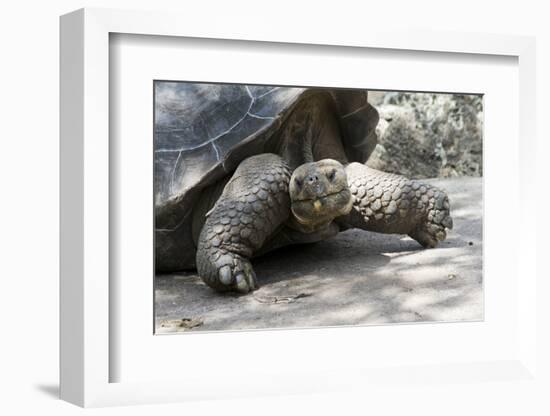 Giant Tortoise in Highlands of Floreana Island, Galapagos Islands-Diane Johnson-Framed Photographic Print