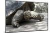 Giant Tortoise in Highlands of Floreana Island, Galapagos Islands-Diane Johnson-Mounted Photographic Print