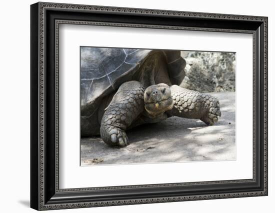 Giant Tortoise in Highlands of Floreana Island, Galapagos Islands-Diane Johnson-Framed Photographic Print