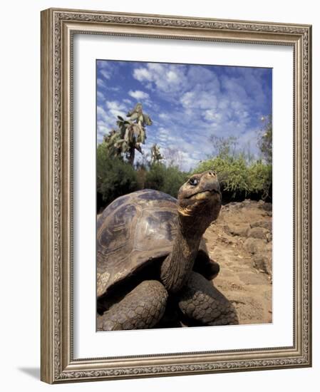 Giant Tortoise on Galapagos Islands, Ecuador-Stuart Westmoreland-Framed Photographic Print