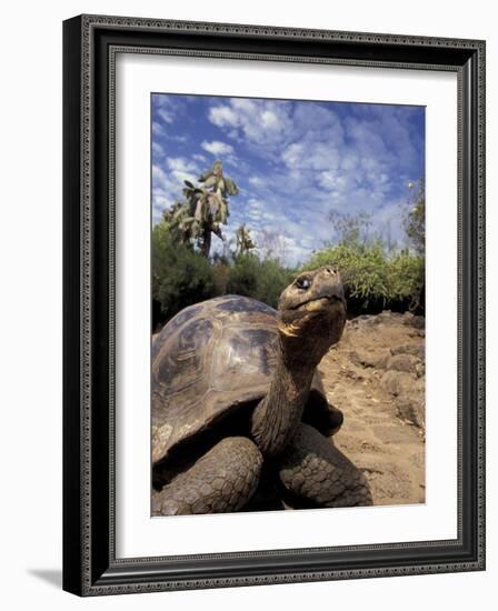 Giant Tortoise on Galapagos Islands, Ecuador-Stuart Westmoreland-Framed Photographic Print