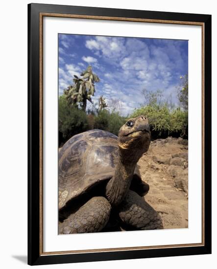 Giant Tortoise on Galapagos Islands, Ecuador-Stuart Westmoreland-Framed Photographic Print