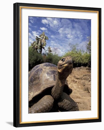 Giant Tortoise on Galapagos Islands, Ecuador-Stuart Westmoreland-Framed Photographic Print
