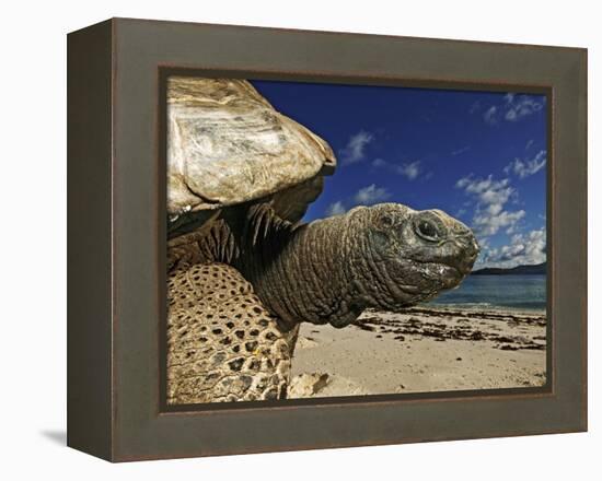 Giant Tortoise on the Beach-Martin Harvey-Framed Premier Image Canvas