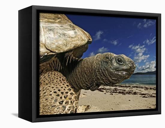 Giant Tortoise on the Beach-Martin Harvey-Framed Premier Image Canvas