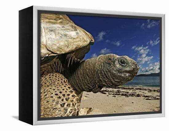 Giant Tortoise on the Beach-Martin Harvey-Framed Premier Image Canvas