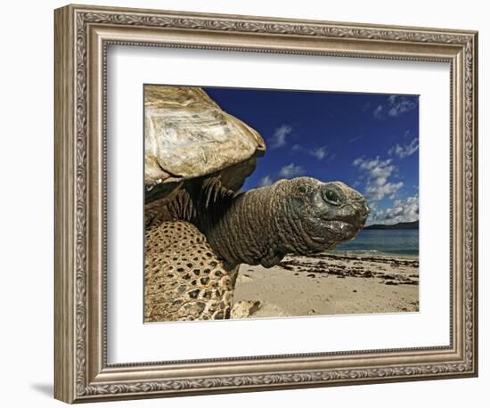 Giant Tortoise on the Beach-Martin Harvey-Framed Photographic Print