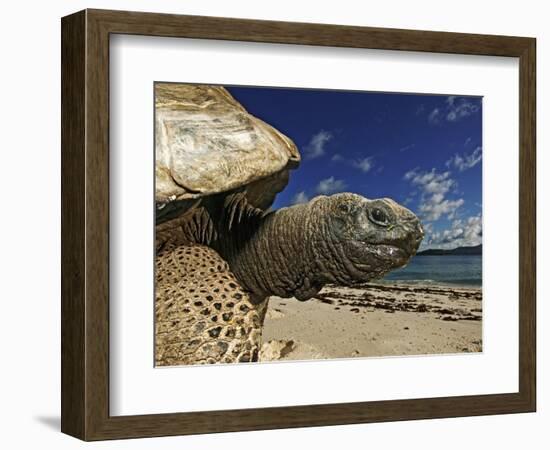 Giant Tortoise on the Beach-Martin Harvey-Framed Photographic Print