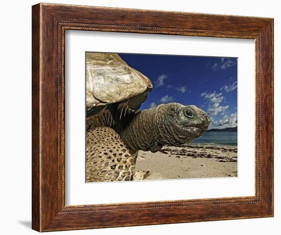 Giant Tortoise on the Beach-Martin Harvey-Framed Photographic Print