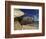 Giant Tortoise on the Beach-Martin Harvey-Framed Photographic Print