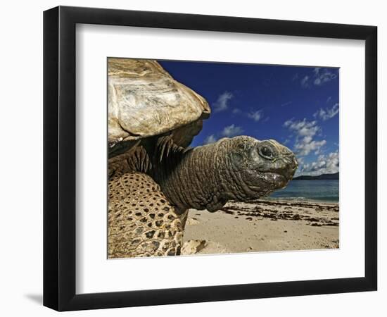 Giant Tortoise on the Beach-Martin Harvey-Framed Photographic Print