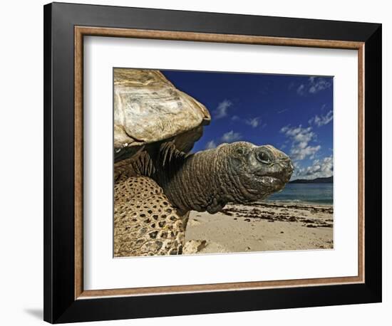 Giant Tortoise on the Beach-Martin Harvey-Framed Photographic Print