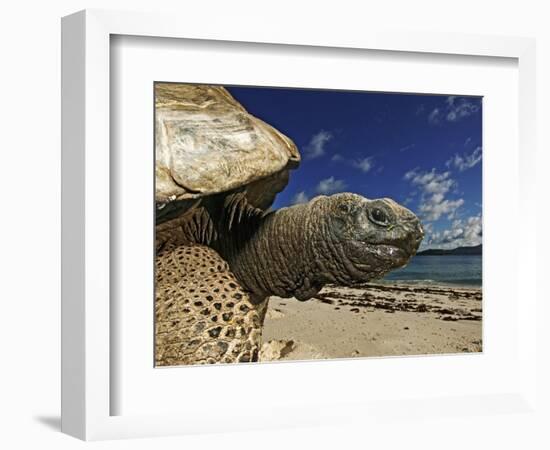 Giant Tortoise on the Beach-Martin Harvey-Framed Photographic Print