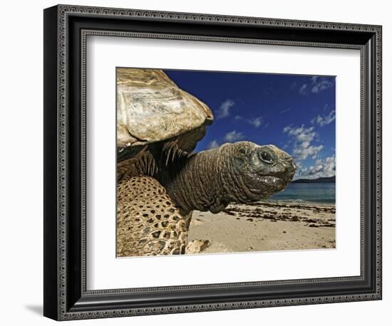 Giant Tortoise on the Beach-Martin Harvey-Framed Photographic Print