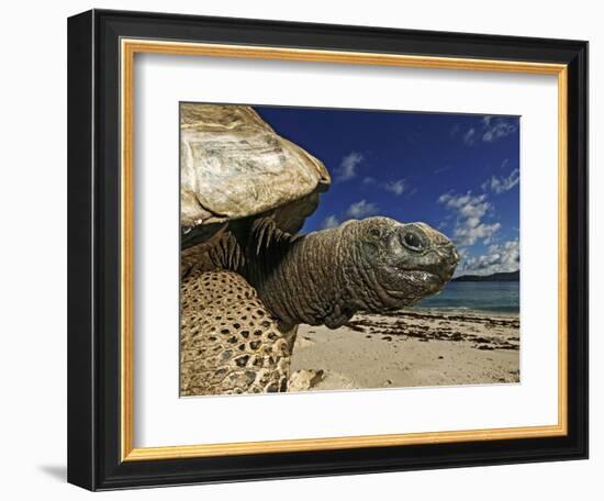 Giant Tortoise on the Beach-Martin Harvey-Framed Photographic Print