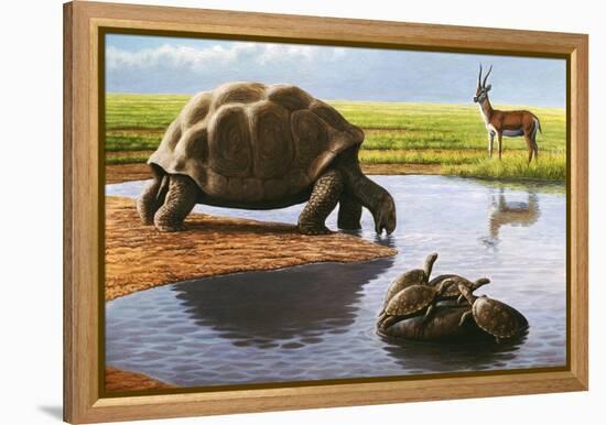 Giant Tortoise-Mauricio Anton-Framed Premier Image Canvas