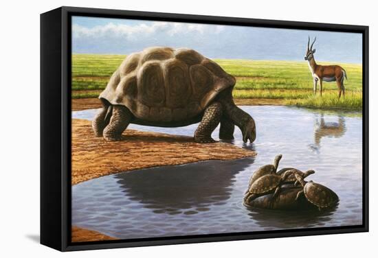 Giant Tortoise-Mauricio Anton-Framed Premier Image Canvas