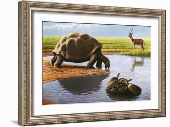 Giant Tortoise-Mauricio Anton-Framed Photographic Print