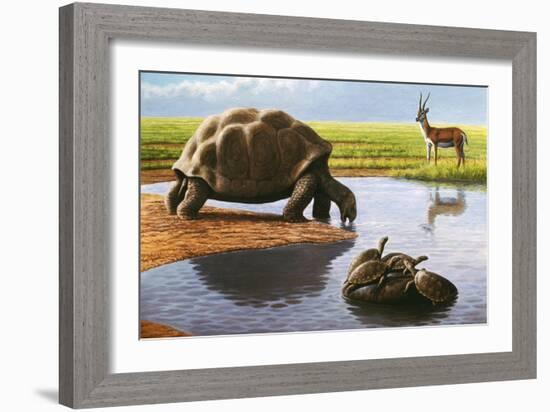 Giant Tortoise-Mauricio Anton-Framed Photographic Print