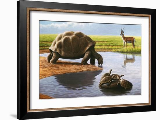 Giant Tortoise-Mauricio Anton-Framed Photographic Print