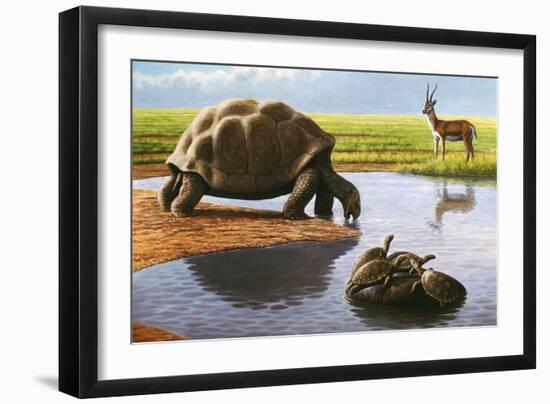 Giant Tortoise-Mauricio Anton-Framed Photographic Print