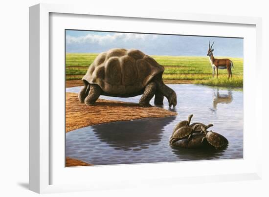 Giant Tortoise-Mauricio Anton-Framed Photographic Print