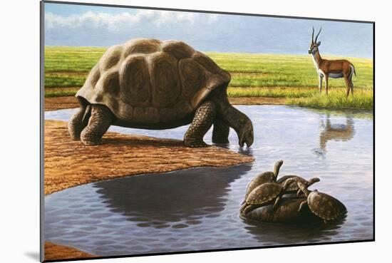 Giant Tortoise-Mauricio Anton-Mounted Photographic Print