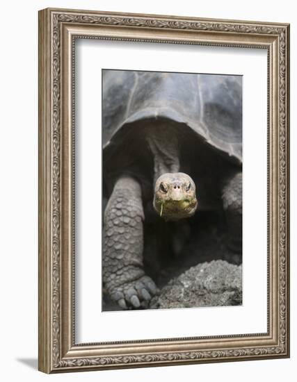 Giant Tortoise-DLILLC-Framed Photographic Print