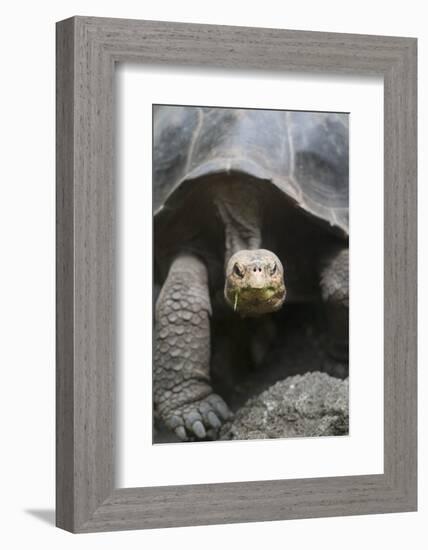 Giant Tortoise-DLILLC-Framed Photographic Print