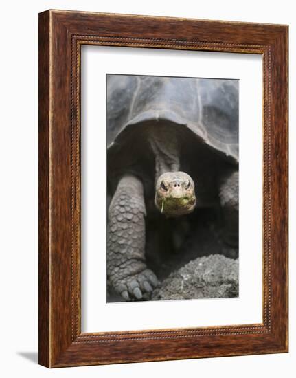 Giant Tortoise-DLILLC-Framed Photographic Print